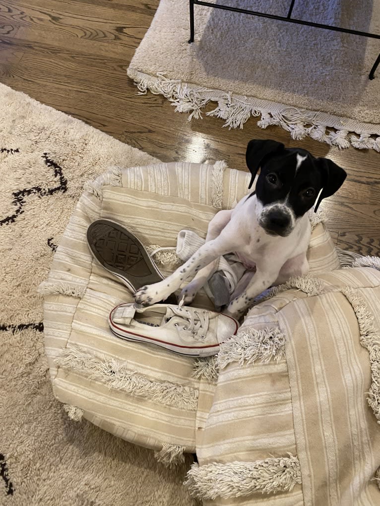 Pepper, a Catahoula Leopard Dog and American Pit Bull Terrier mix tested with EmbarkVet.com