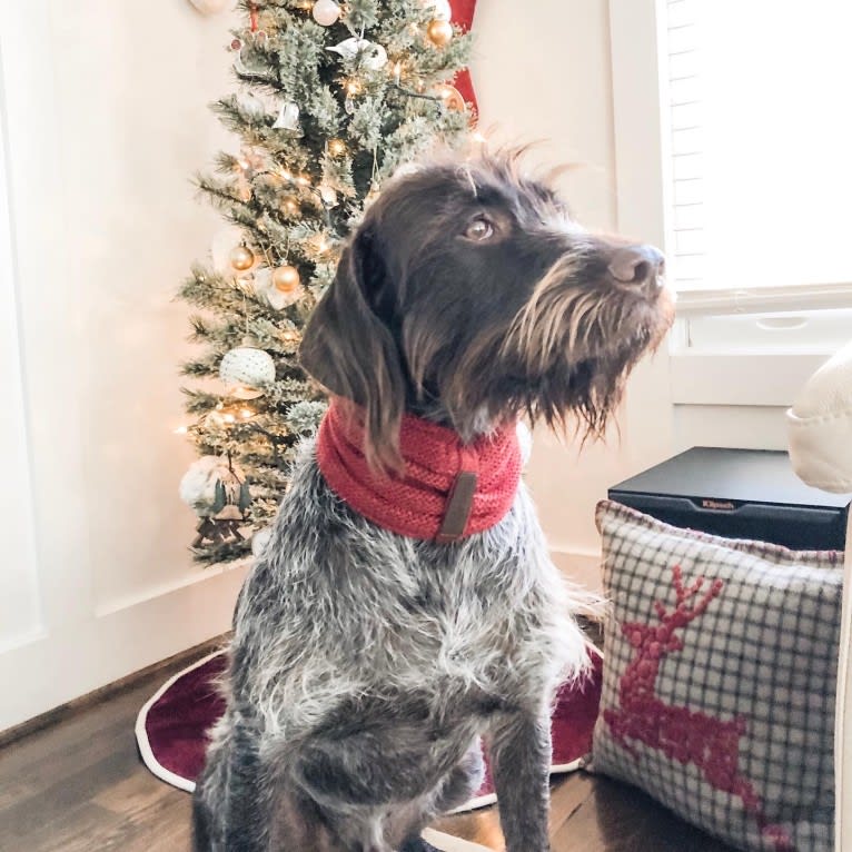 Royal, a Wirehaired Pointing Griffon tested with EmbarkVet.com