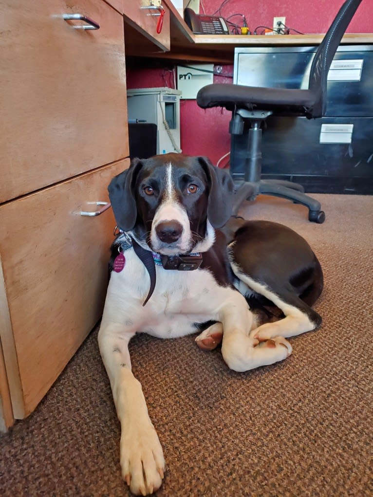 Stella, an American Pit Bull Terrier and Border Collie mix tested with EmbarkVet.com