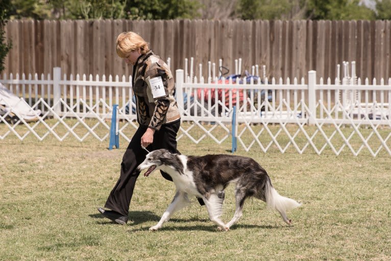 D'Artagnan, a Silken Windhound tested with EmbarkVet.com