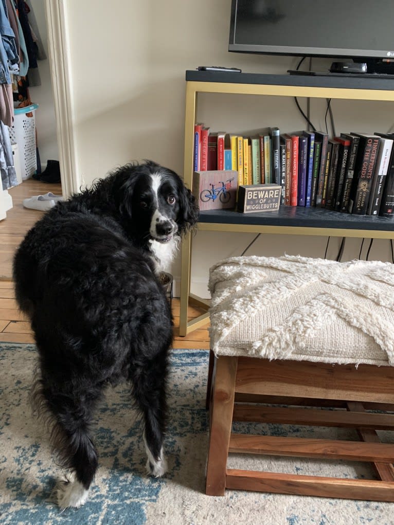 Pepé le Pew, a Miniature/MAS-type Australian Shepherd and English Springer Spaniel mix tested with EmbarkVet.com