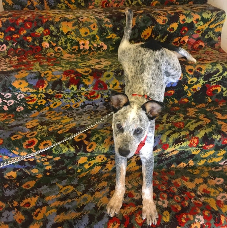 Kai, an Australian Cattle Dog tested with EmbarkVet.com