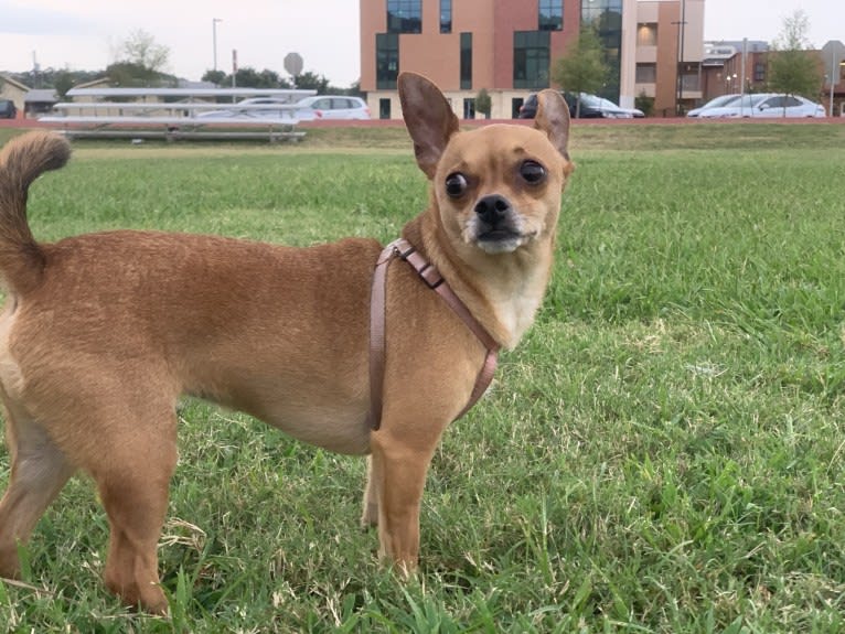 Figgy Smallz, a Miniature Pinscher and Chihuahua mix tested with EmbarkVet.com