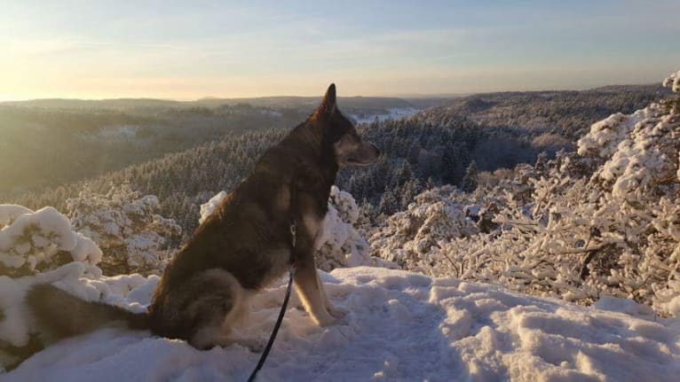 Turbo, a German Shepherd Dog and Siberian Husky mix tested with EmbarkVet.com