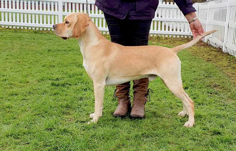 Vito - Paddockpoint Absoluut, a Portuguese Pointer tested with EmbarkVet.com