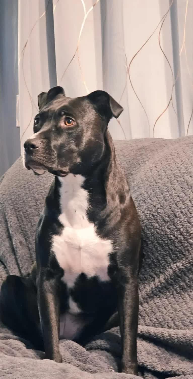 Luna, an American Pit Bull Terrier tested with EmbarkVet.com