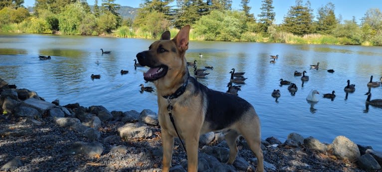 Grizz, a German Shepherd Dog and American Pit Bull Terrier mix tested with EmbarkVet.com