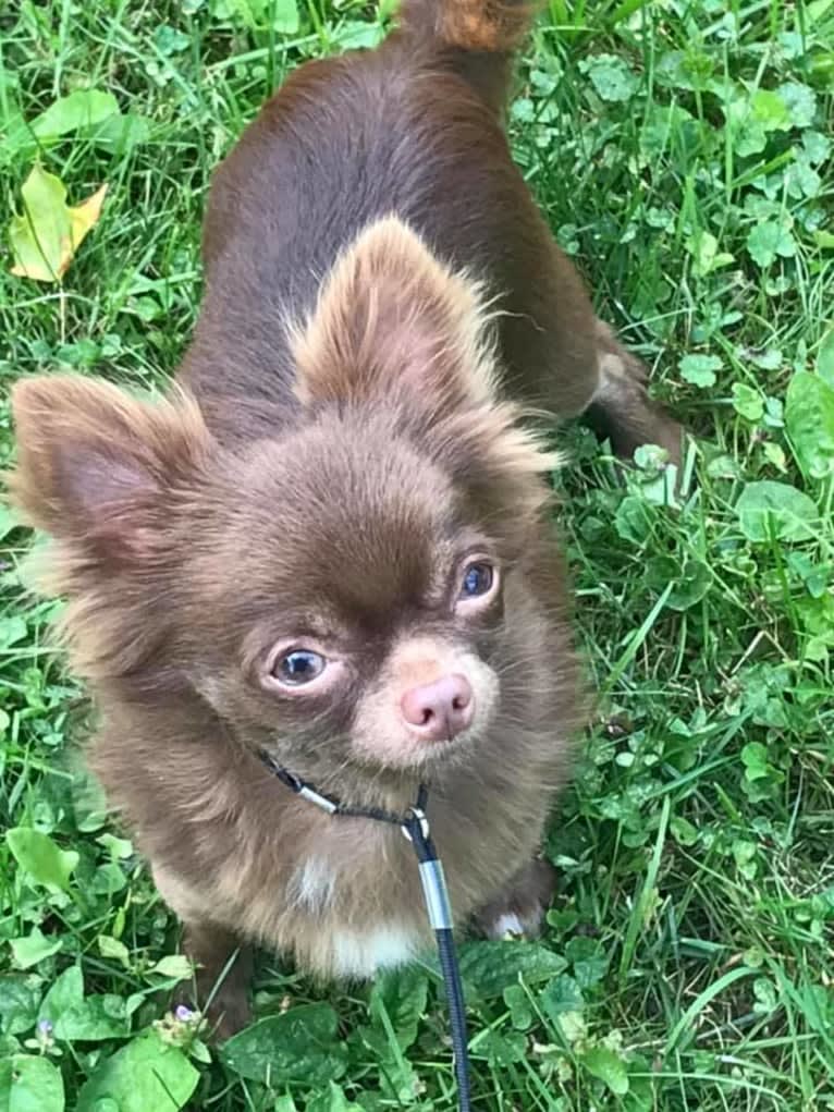 CJ, a Chihuahua tested with EmbarkVet.com
