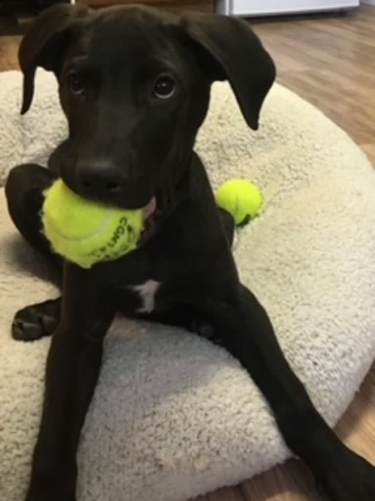 Baxter, a German Shepherd Dog and Great Dane mix tested with EmbarkVet.com