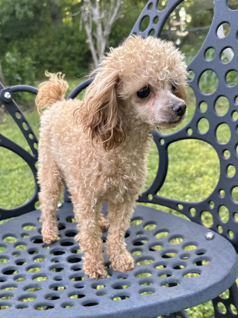 Nugget, a Poodle (Small) tested with EmbarkVet.com