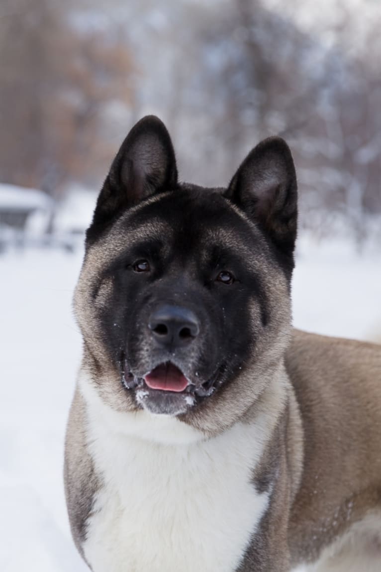 Kenta, an Akita tested with EmbarkVet.com