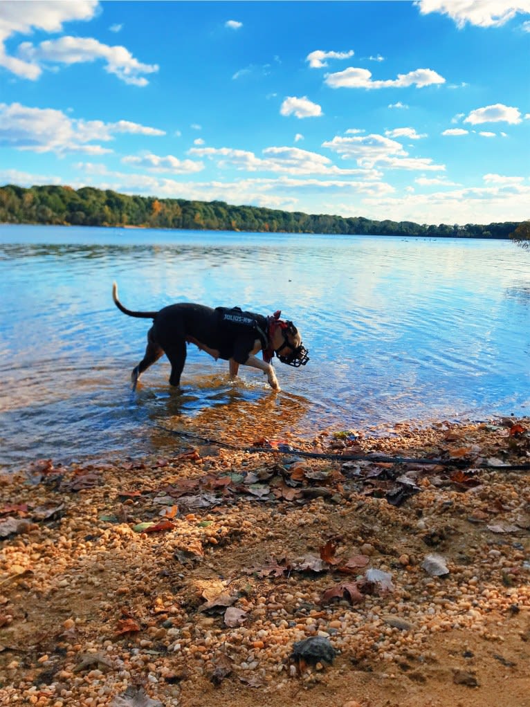 Swizzy, an American Staffordshire Terrier tested with EmbarkVet.com