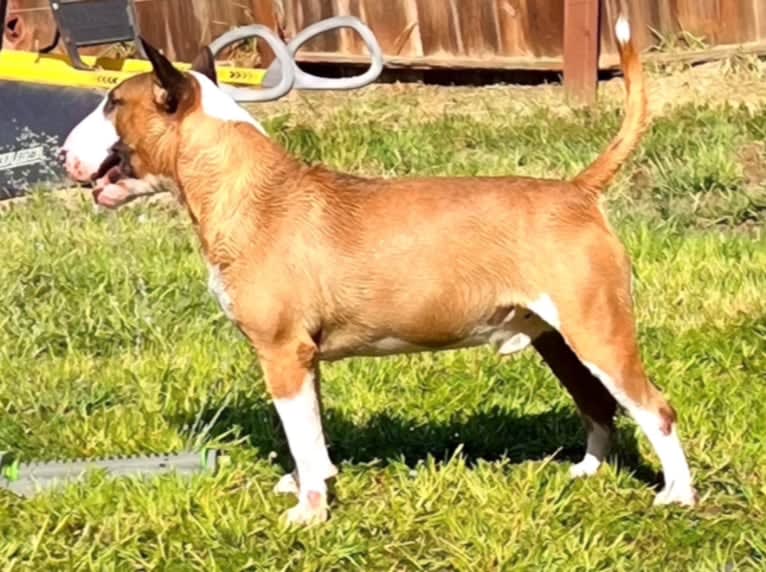 Julius Caesar, a Bull Terrier tested with EmbarkVet.com