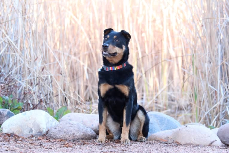Flocka, a Chow Chow and Australian Cattle Dog mix tested with EmbarkVet.com