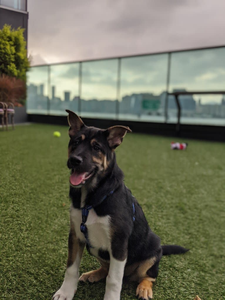 Cooper, a Hong Kong Village Dog tested with EmbarkVet.com