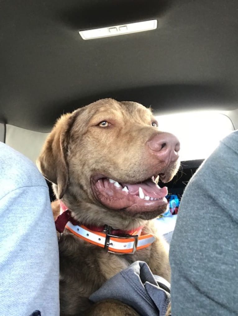 OSO, a Chesapeake Bay Retriever tested with EmbarkVet.com