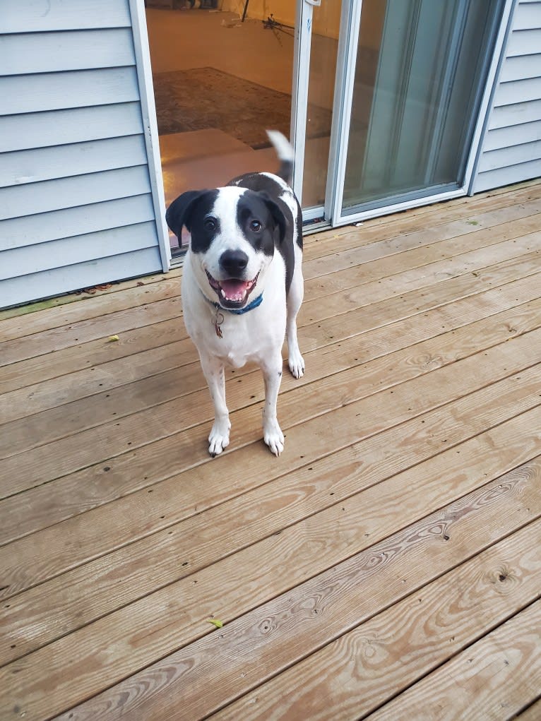 Milo Cissell, a Great Pyrenees and American Pit Bull Terrier mix tested with EmbarkVet.com