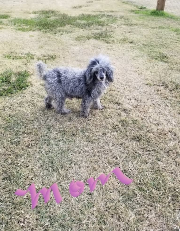 Ester, a Poodle (Small) tested with EmbarkVet.com
