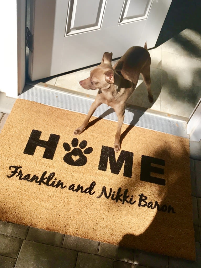 FRANKLIN, a Chihuahua and Pomeranian mix tested with EmbarkVet.com