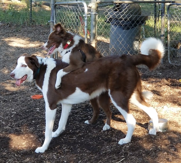 Cosmo, a Great Pyrenees and Border Collie mix tested with EmbarkVet.com