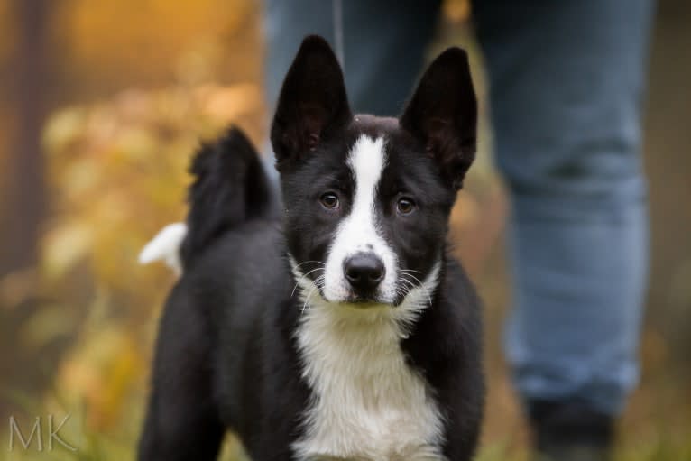 Pikki, a Karelian Bear Dog tested with EmbarkVet.com