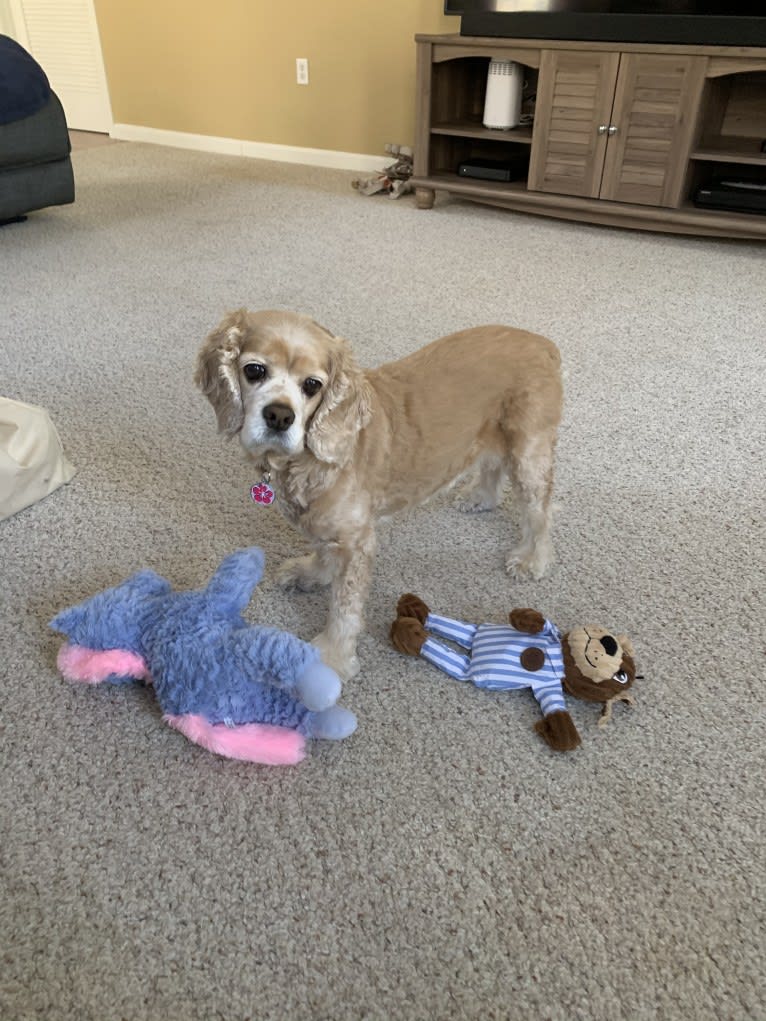 Daisy, a Cocker Spaniel tested with EmbarkVet.com