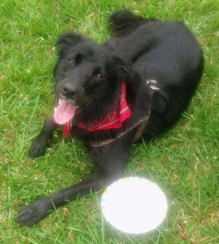 Sirius Lee, an American Pit Bull Terrier and Border Collie mix tested with EmbarkVet.com