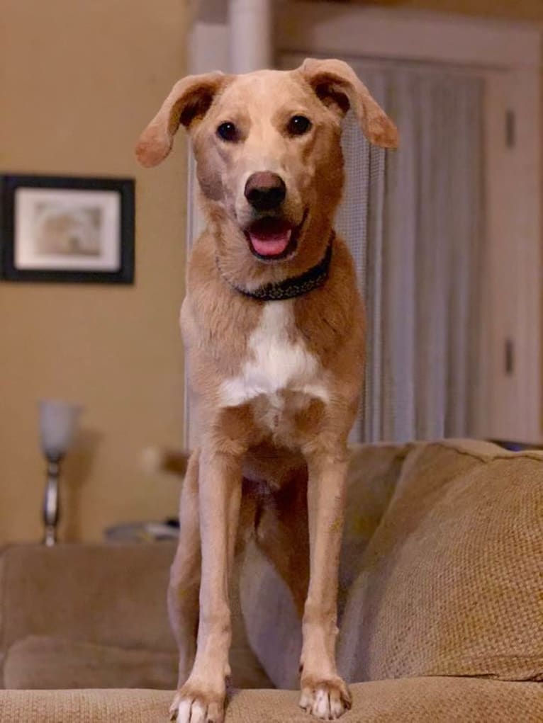 Josie, a Labrador Retriever and German Shepherd Dog mix tested with EmbarkVet.com