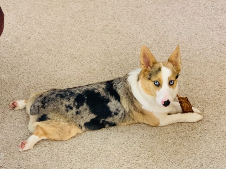 Milo, a Pembroke Welsh Corgi and Australian Shepherd mix tested with EmbarkVet.com