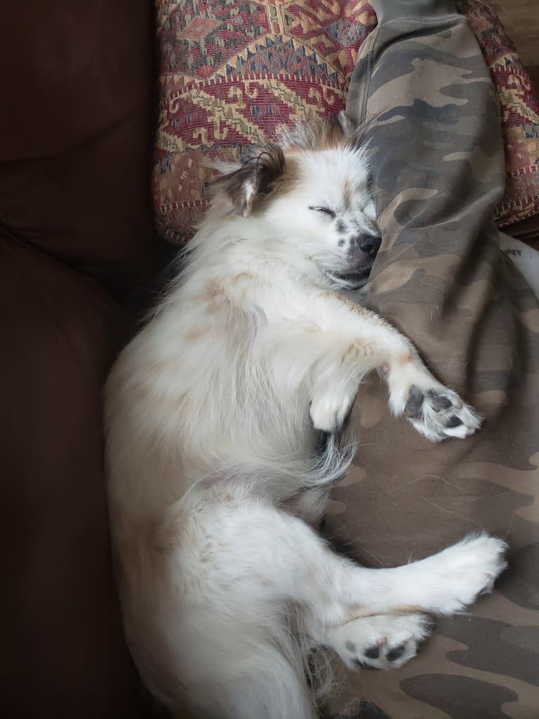 Pete, a Chinese Village Dog and Pekingese mix tested with EmbarkVet.com