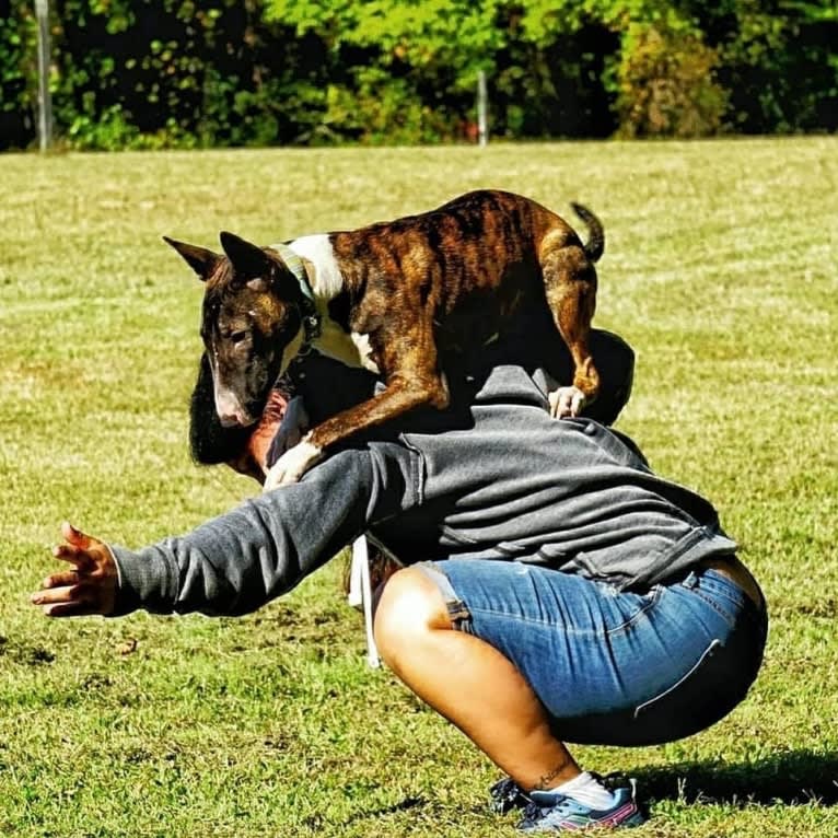 Dippy, a Bull Terrier tested with EmbarkVet.com