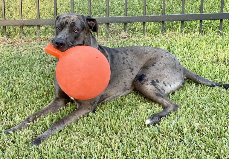 Ragnar Lothbrok, a Great Dane and Neapolitan Mastiff mix tested with EmbarkVet.com