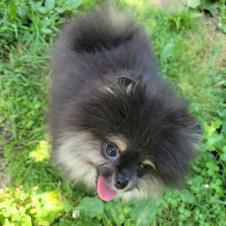 Kuro, a Pomeranian tested with EmbarkVet.com