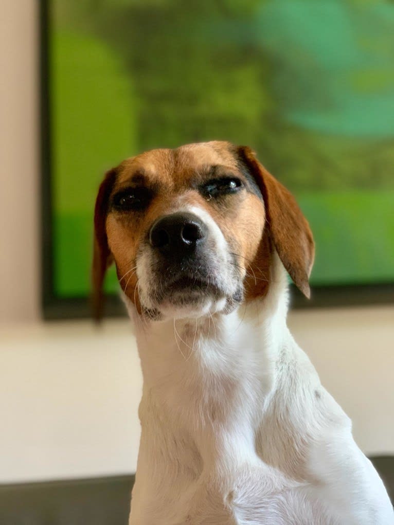 Freckles, a Beagle and German Shepherd Dog mix tested with EmbarkVet.com