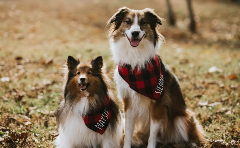 Sienna Rose, an Australian Shepherd and Collie mix tested with EmbarkVet.com