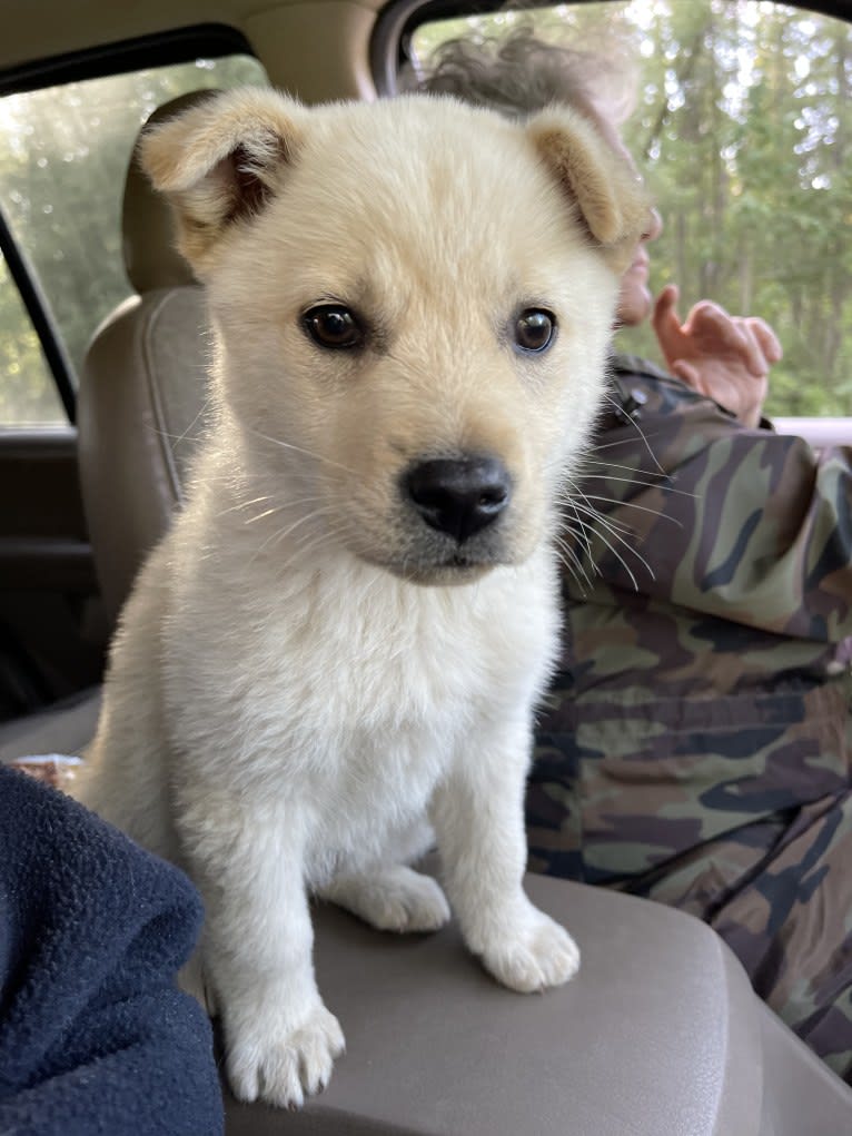 Nala, a Labrador Retriever and Chow Chow mix tested with EmbarkVet.com