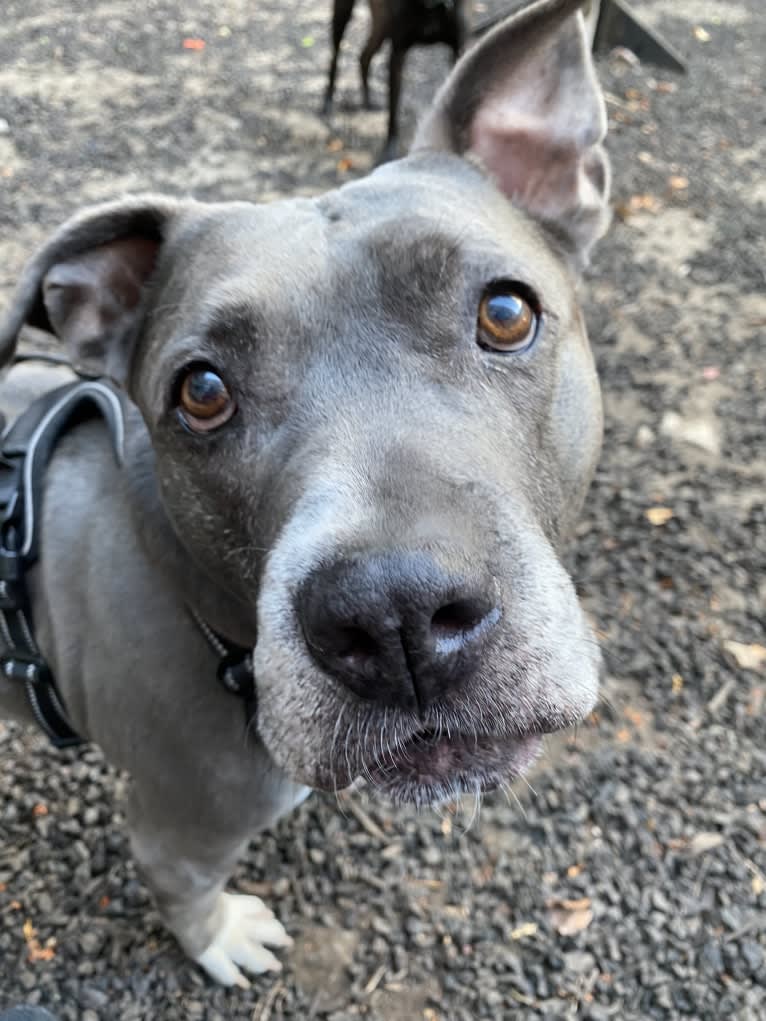 Nola, an American Pit Bull Terrier tested with EmbarkVet.com