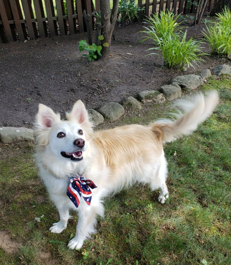 Dandao, an American Village Dog tested with EmbarkVet.com