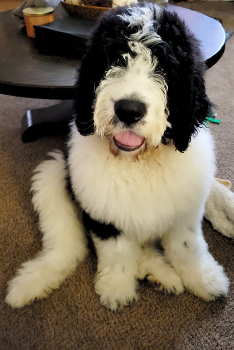 Harlan, a Poodle (Standard) and Saint Bernard mix tested with EmbarkVet.com