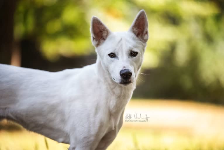 Suri, a Canaan Dog tested with EmbarkVet.com