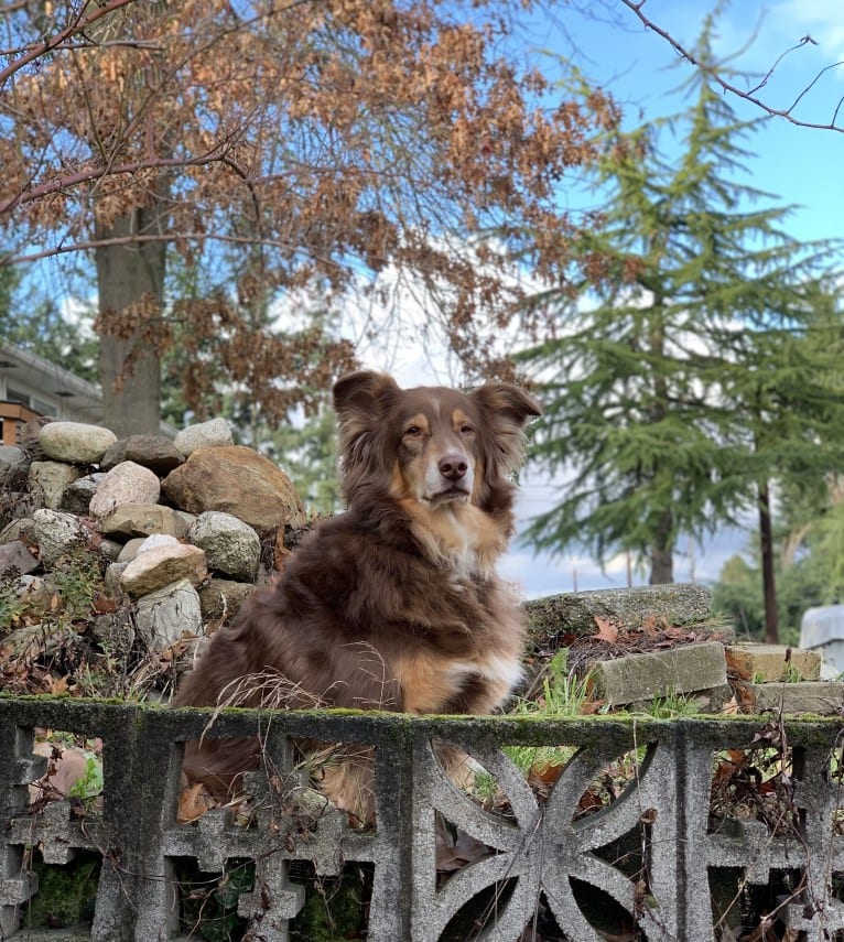 Rosie O'Doggell, an Australian Shepherd and German Shepherd Dog mix tested with EmbarkVet.com