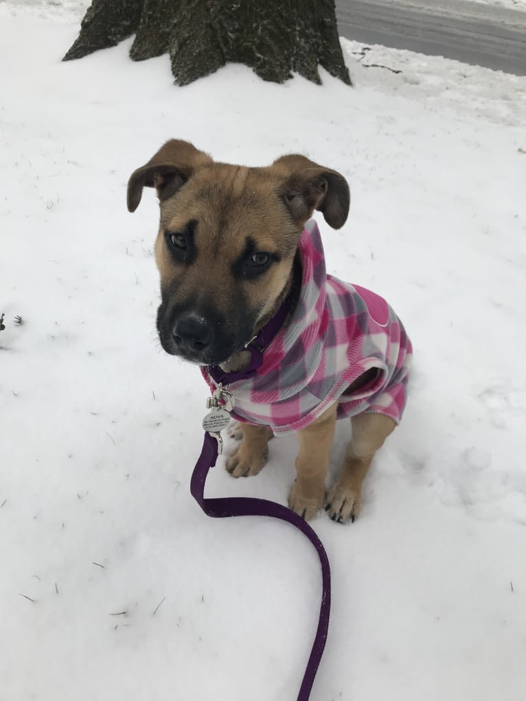 Nova, an American Pit Bull Terrier and German Shepherd Dog mix tested with EmbarkVet.com