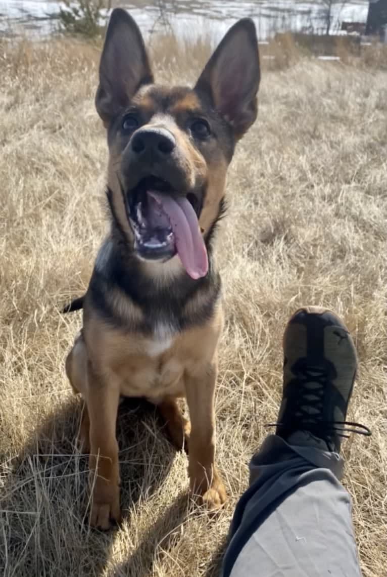 Alemã, a German Shepherd Dog and Australian Cattle Dog mix tested with EmbarkVet.com