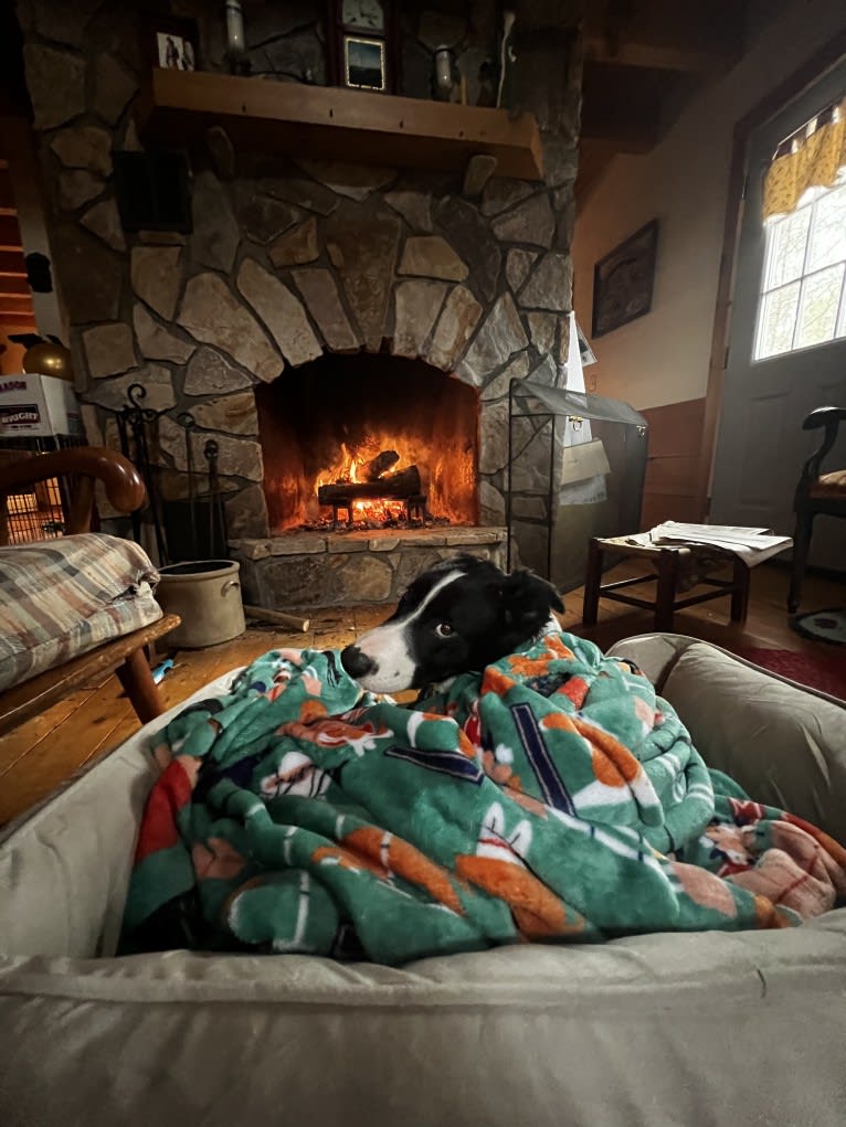 DDF Arlo, a Border Collie tested with EmbarkVet.com