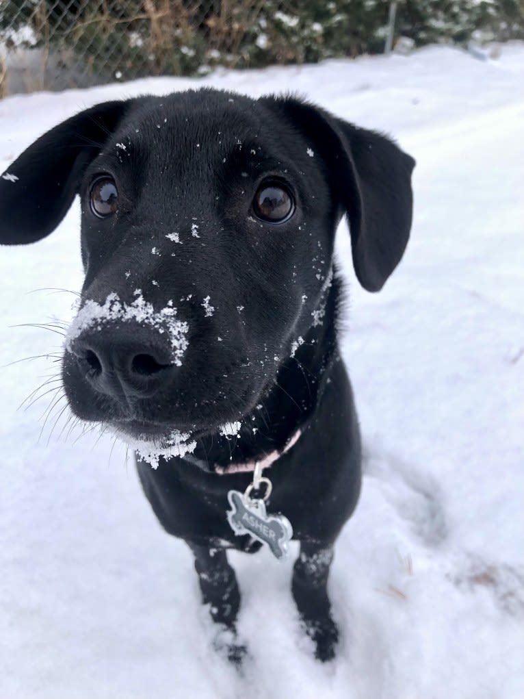Asher 🐾, an American Pit Bull Terrier and American Eskimo Dog mix tested with EmbarkVet.com