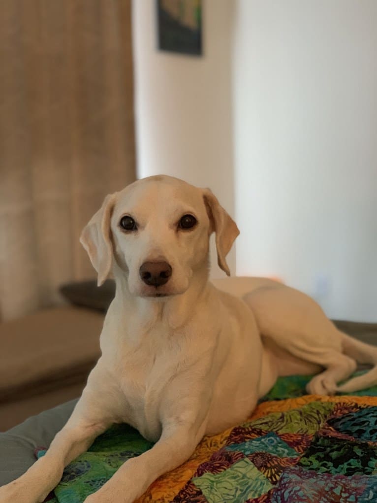 Eira, a Cocker Spaniel and Beagle mix tested with EmbarkVet.com