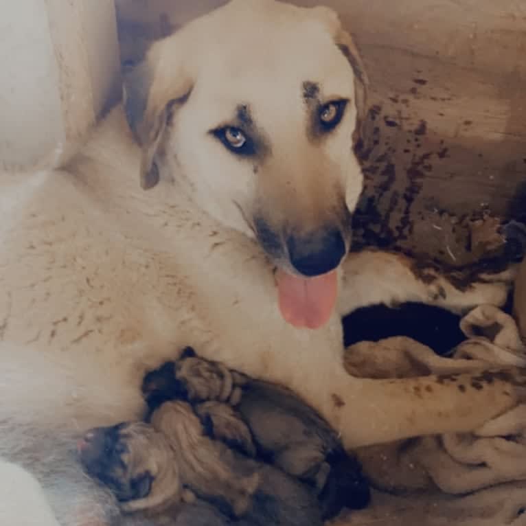 Kevi, an Anatolian Shepherd Dog tested with EmbarkVet.com