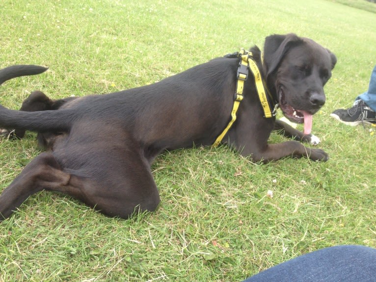 Raphael, a Boxer and Labrador Retriever mix tested with EmbarkVet.com