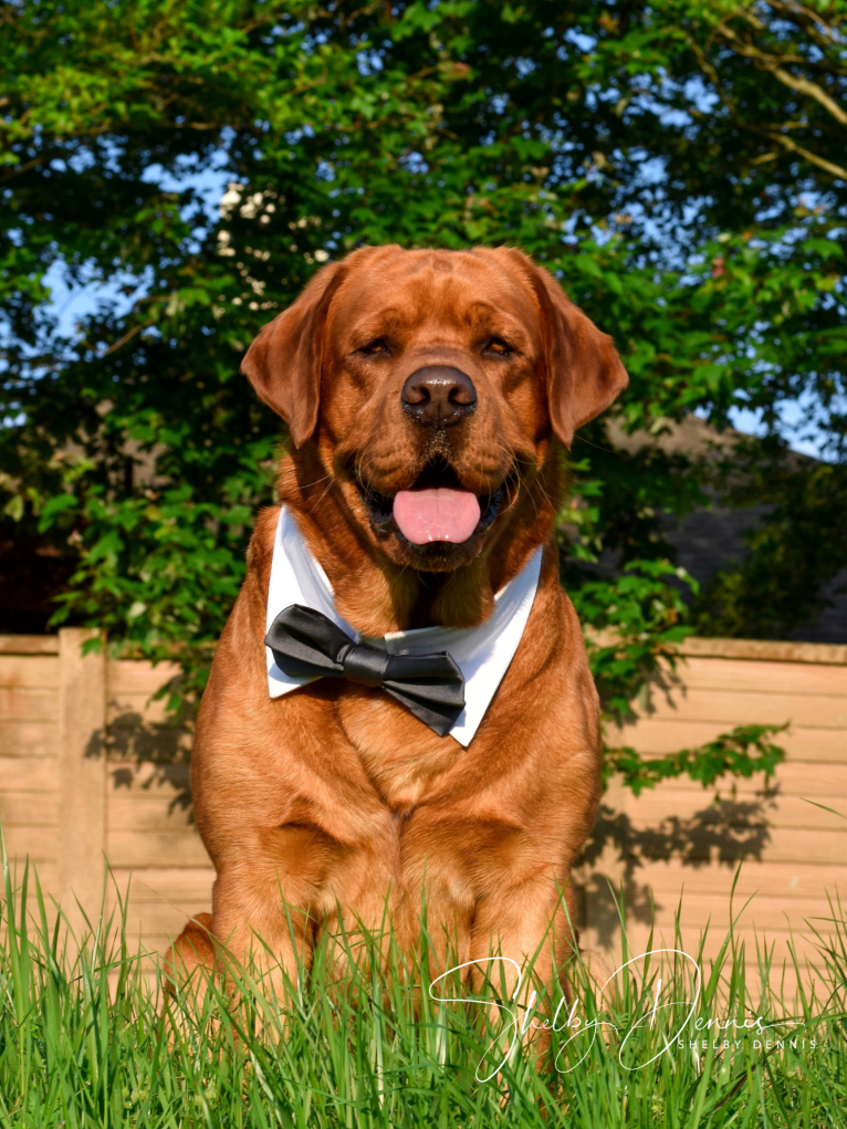 Levi, a Labrador Retriever tested with EmbarkVet.com