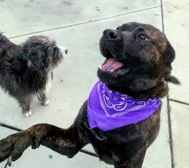 Whiskey Biscuit, a Chow Chow and Boxer mix tested with EmbarkVet.com